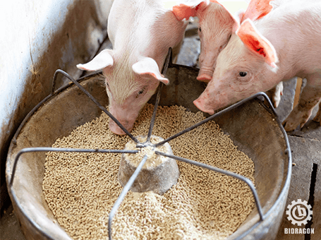 animal_feeding