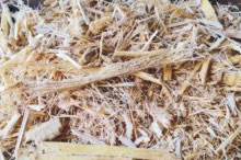 Bagasse